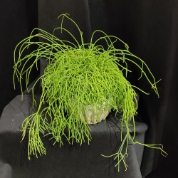 Rhipsalis - Vert